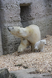 Eisbärenbaby München - erster Ausflug des Eisbären-Mädchens ins Eisbärengehege am 24.02.2017 (©Foto: Marikka-Laila Maisel)